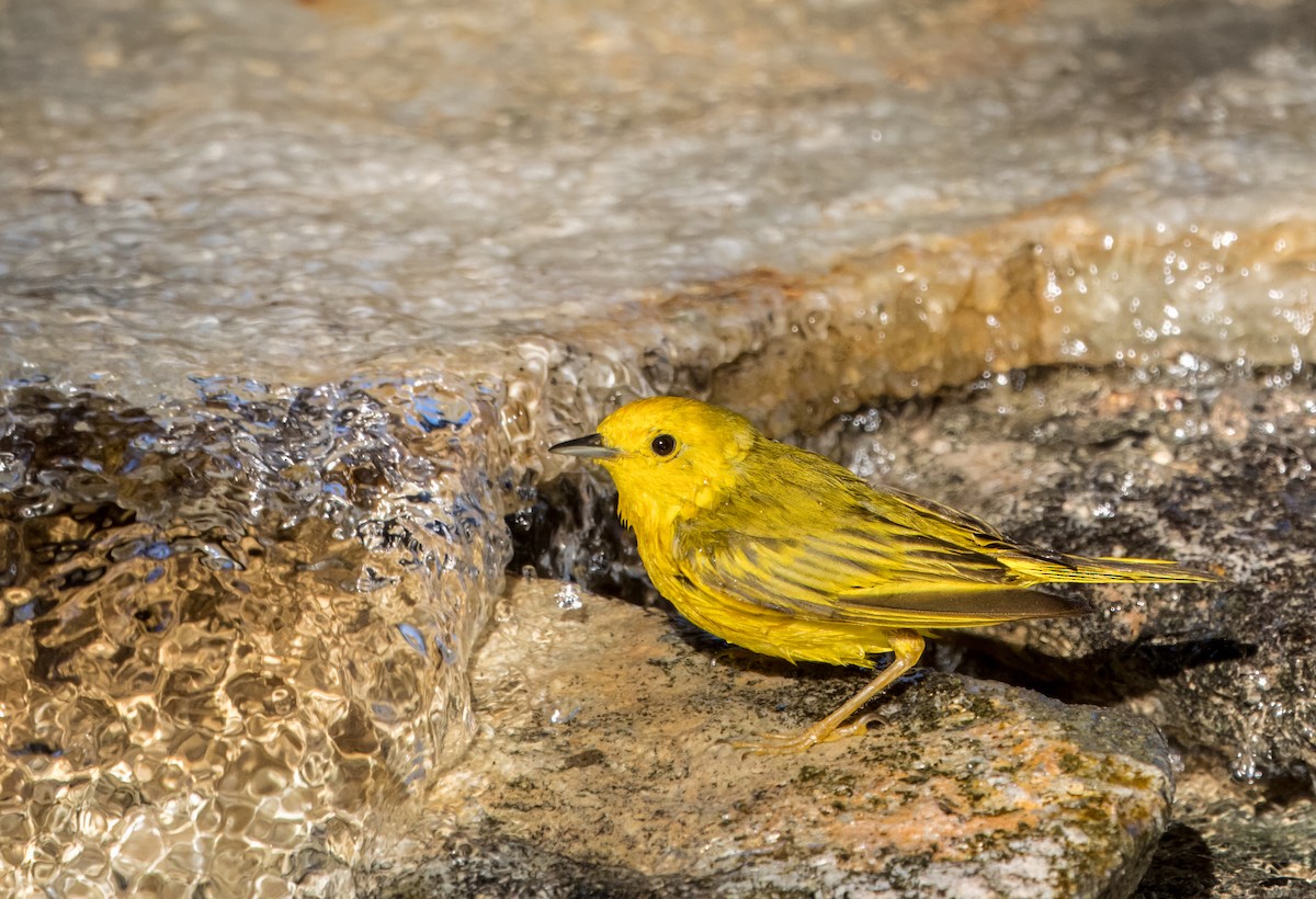 Paruline jaune - ML620799066