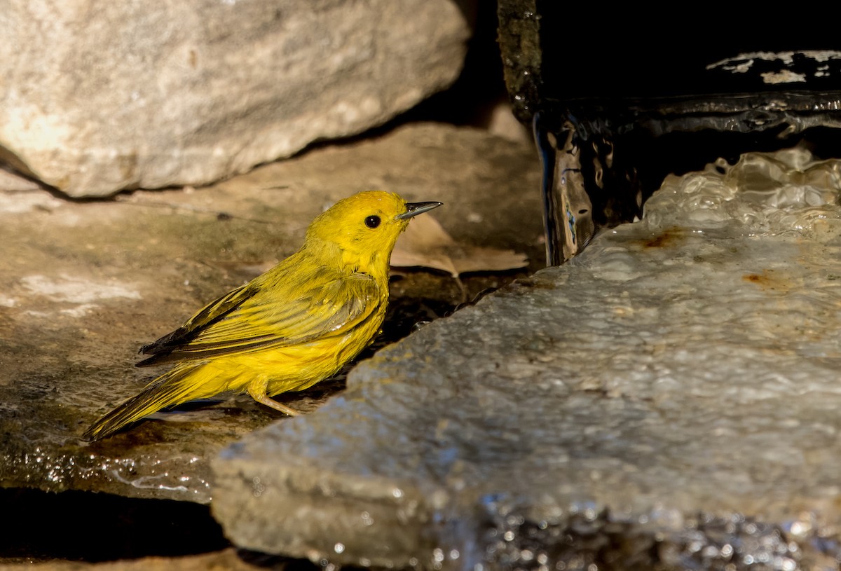 Paruline jaune - ML620799072