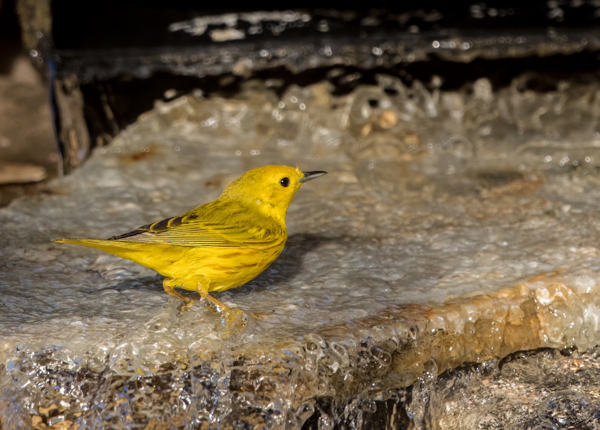 Yellow Warbler - ML620799075