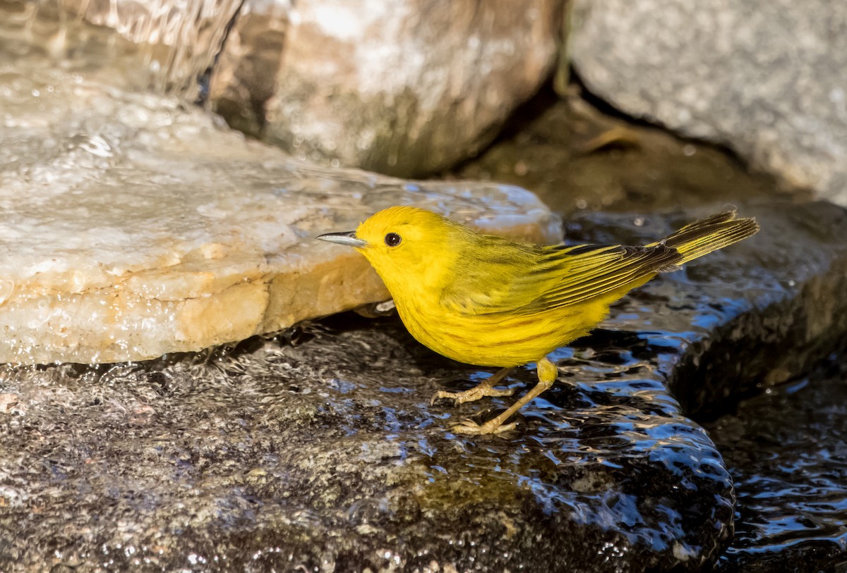 Paruline jaune - ML620799076