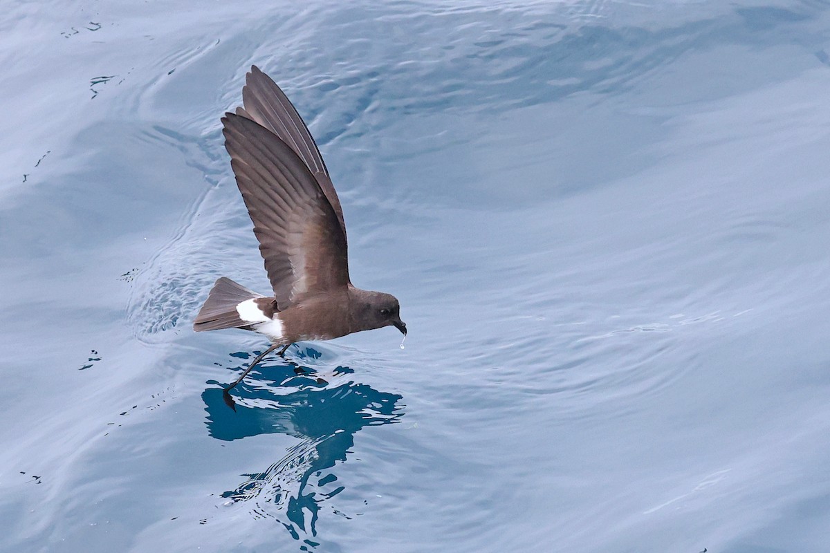 Elliot's Storm-Petrel - ML620799077