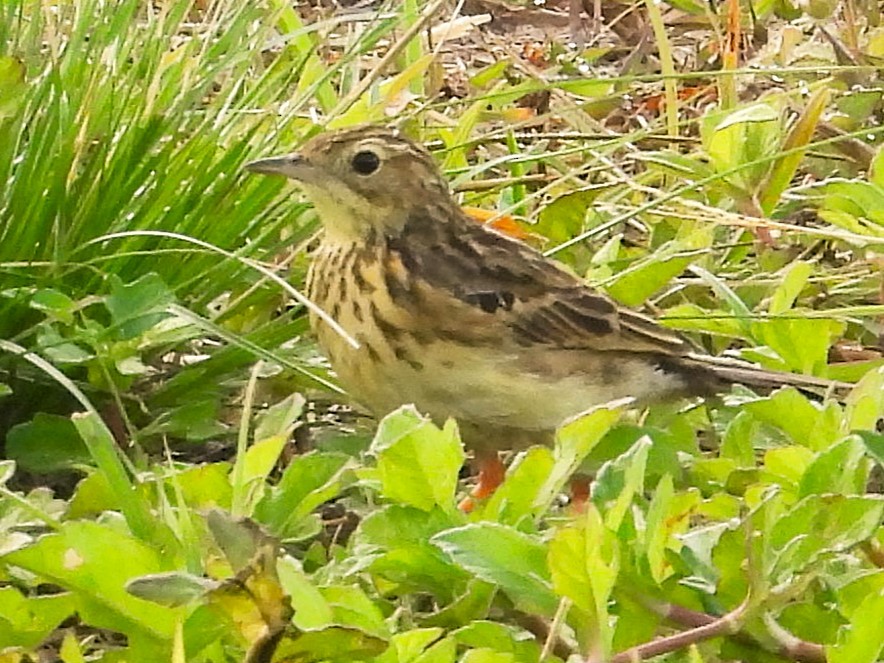 Yellowish Pipit - ML620799080