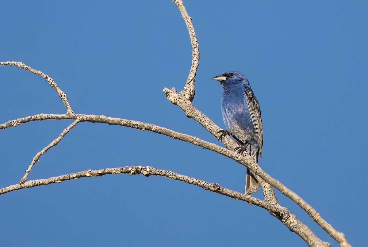 ub. spurvefugl (Passeriformes sp.) - ML620799082