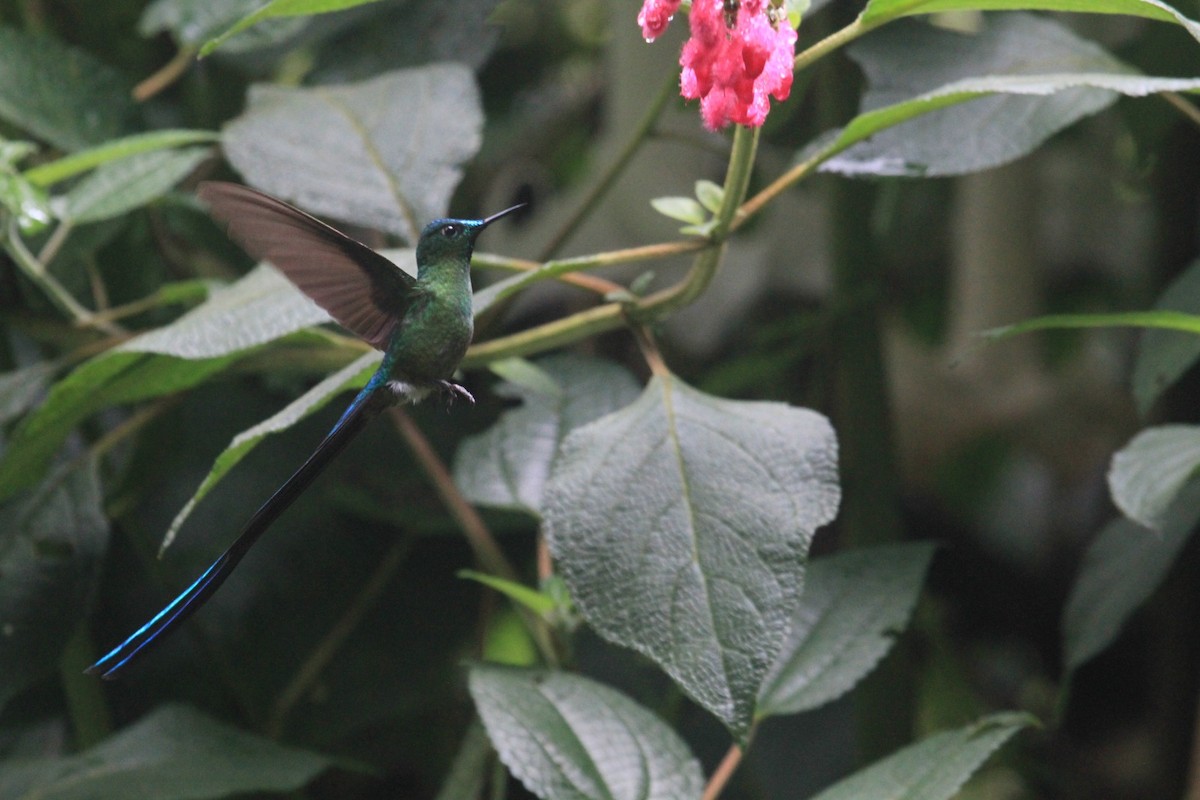 Long-tailed Sylph - ML620799083