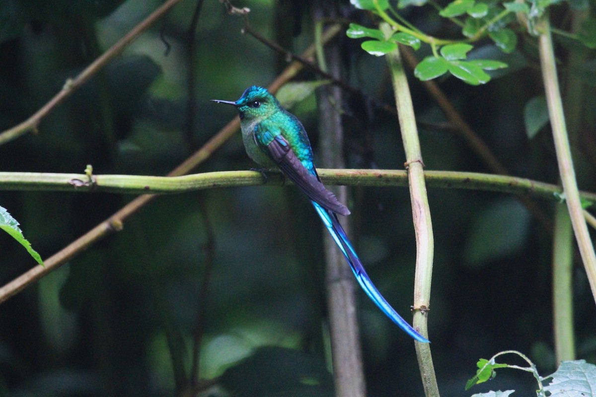 Long-tailed Sylph - ML620799084