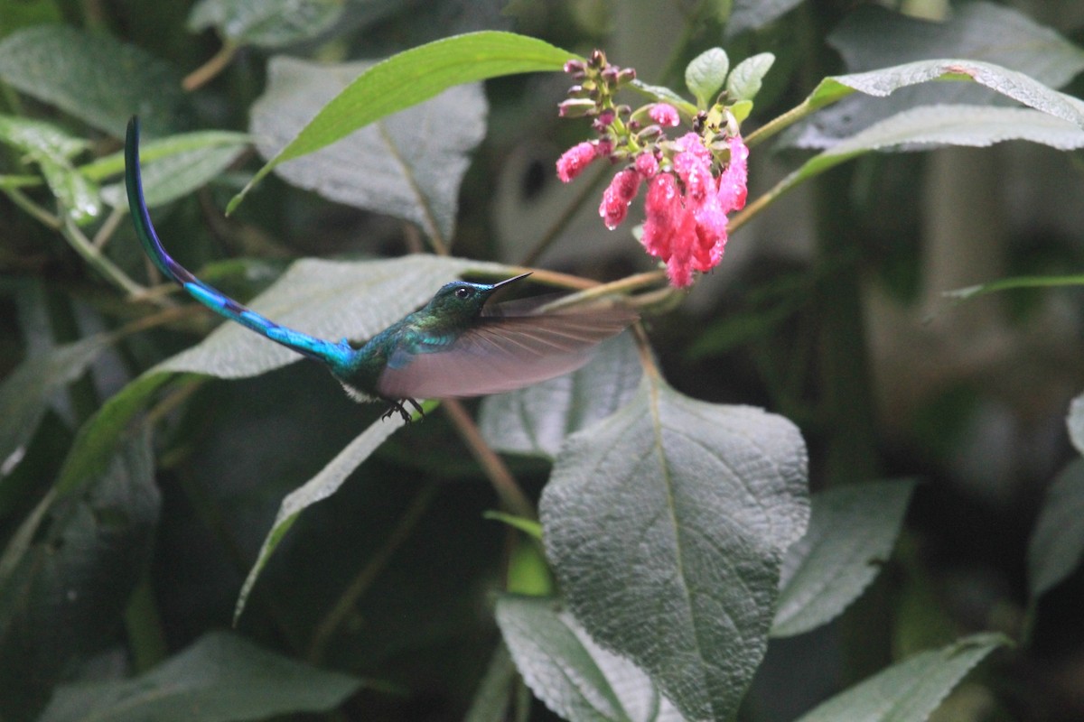 Long-tailed Sylph - ML620799085