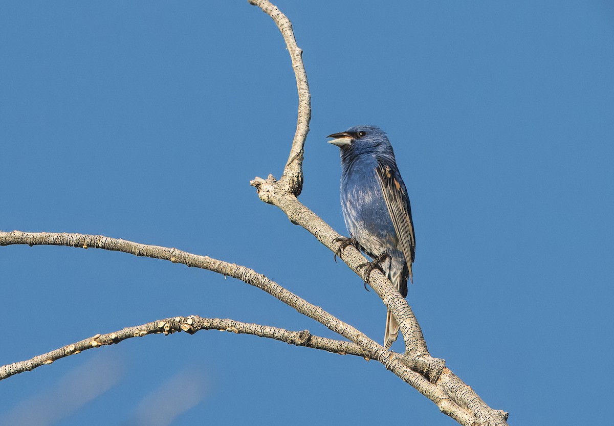 ub. spurvefugl (Passeriformes sp.) - ML620799086