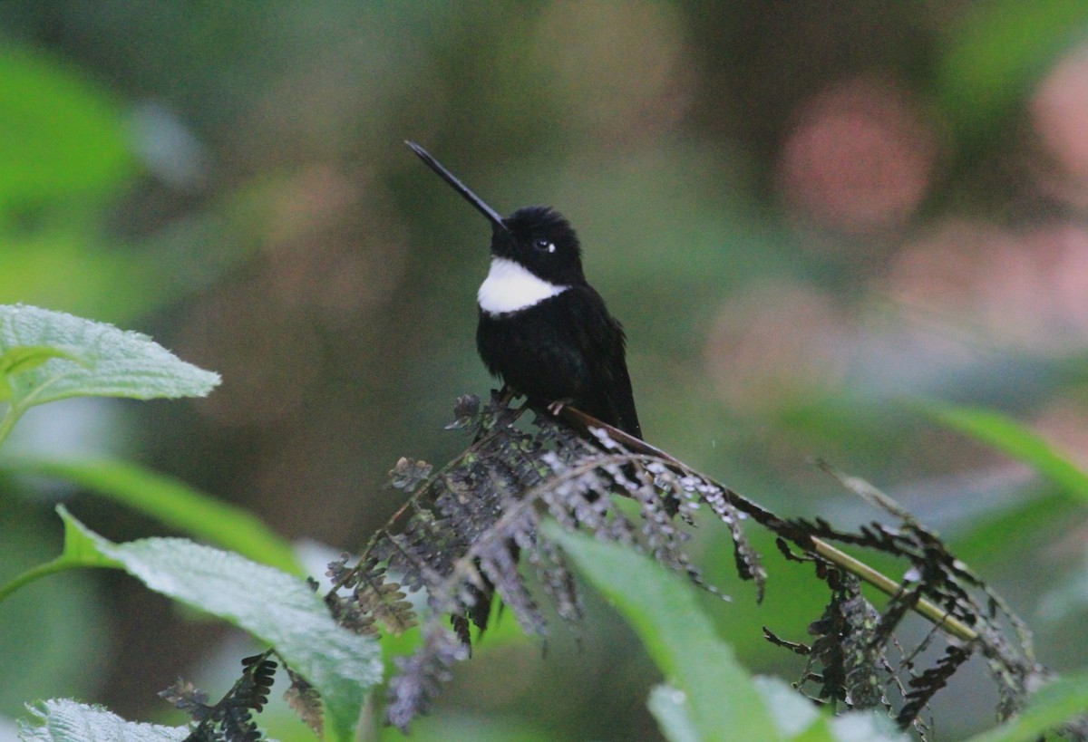 Collared Inca - ML620799089