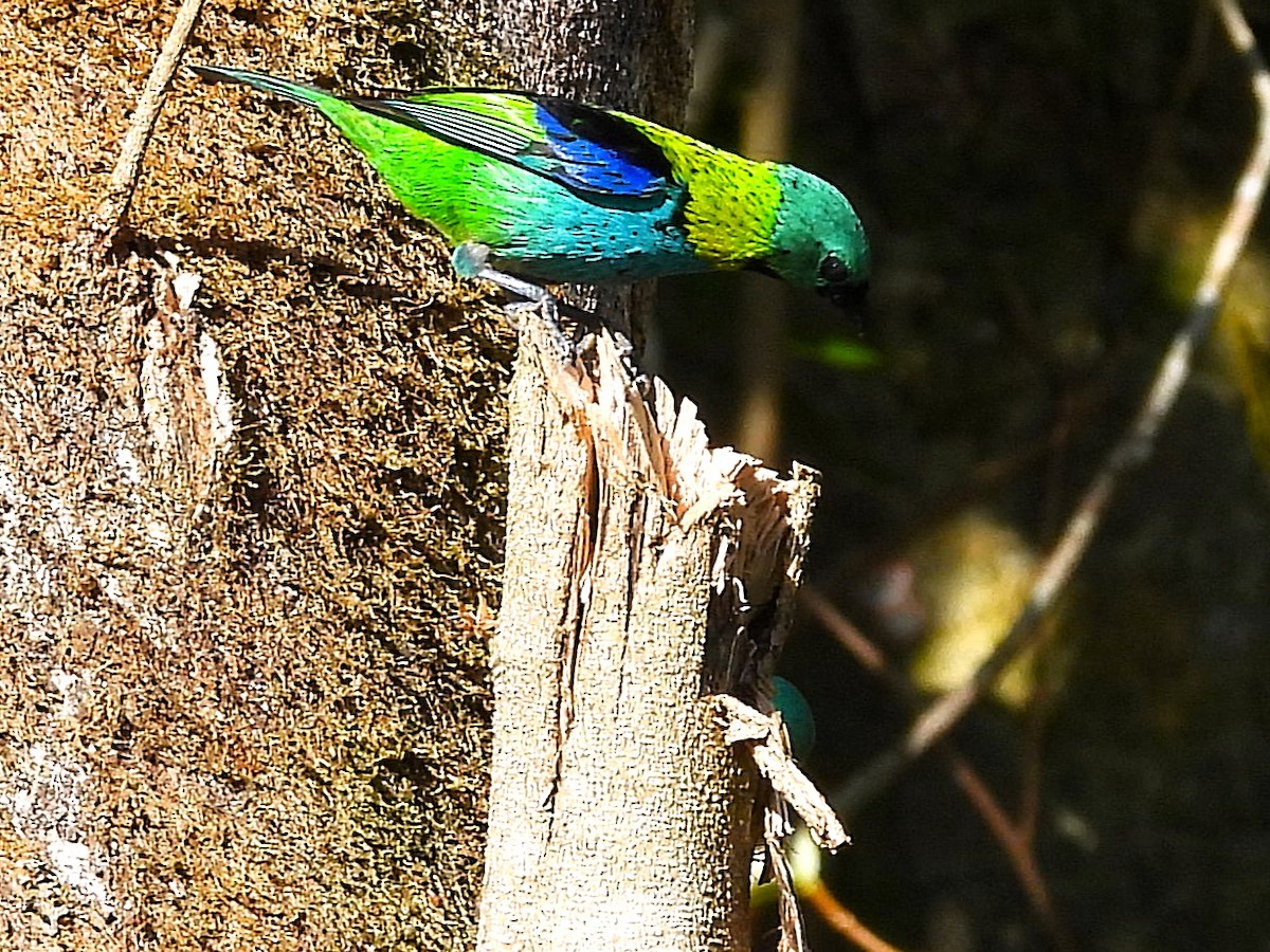 Green-headed Tanager - ML620799090