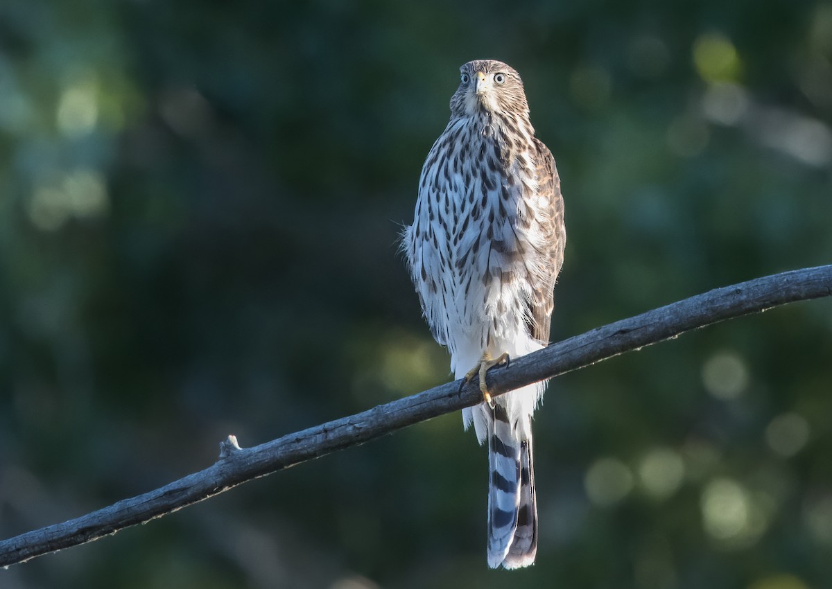 Cooper's Hawk - ML620799093