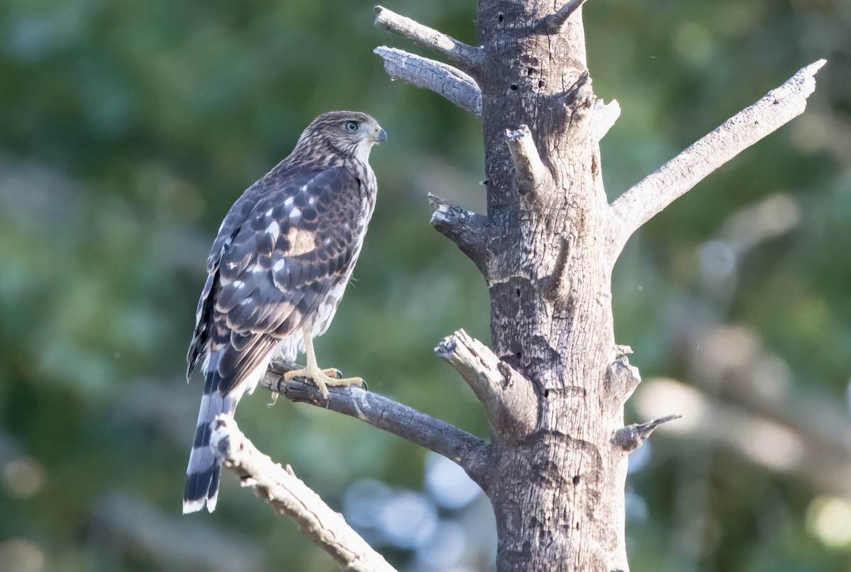 Cooper's Hawk - ML620799095