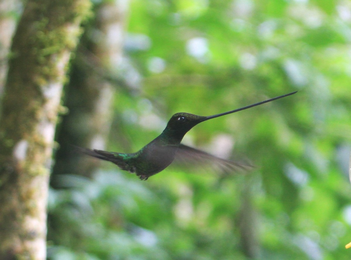 Sword-billed Hummingbird - ML620799098
