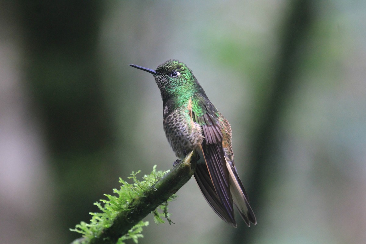 Buff-tailed Coronet - ML620799105