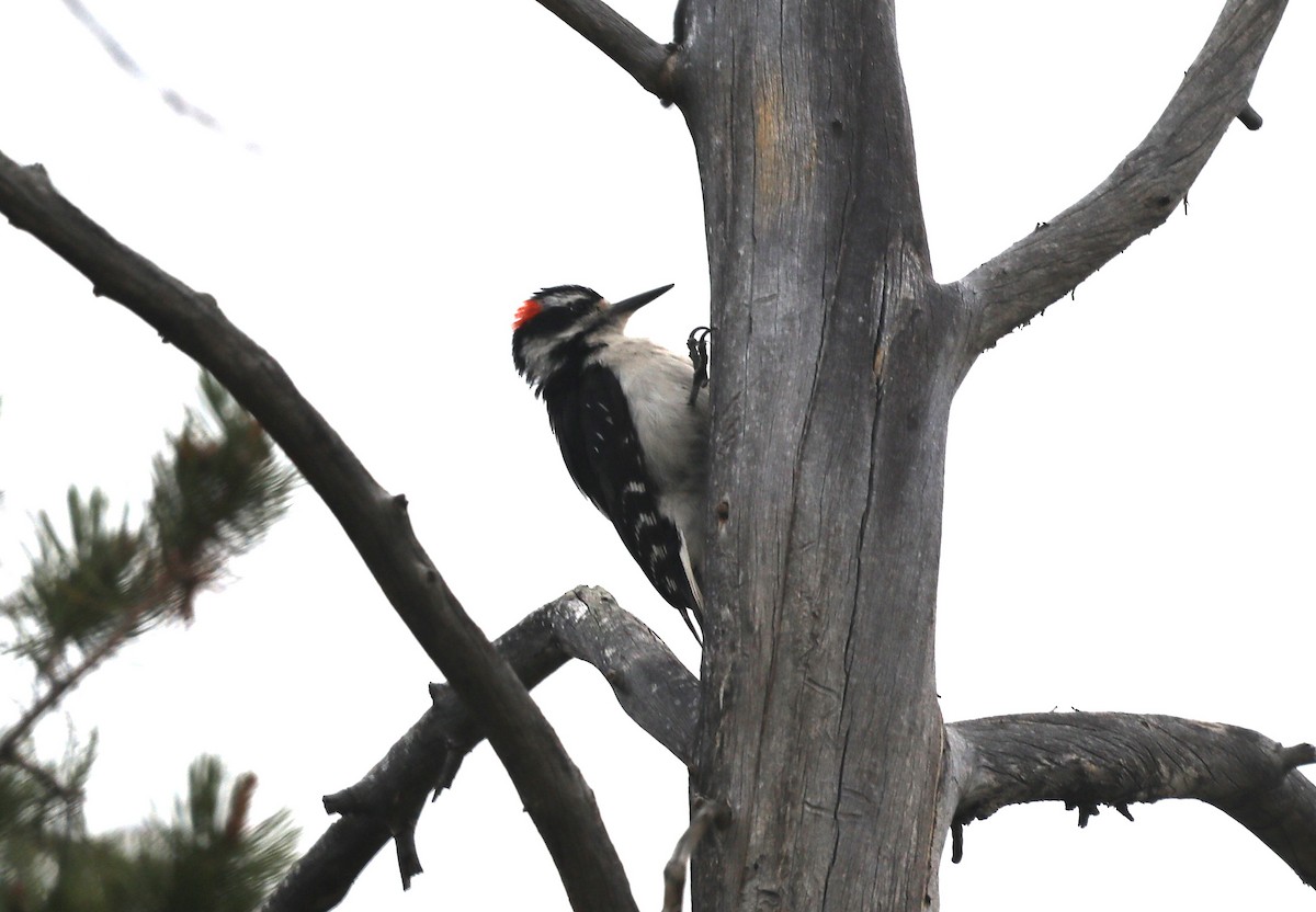 Hairy Woodpecker (Rocky Mts.) - ML620799106
