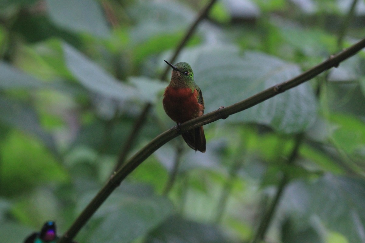 Chestnut-breasted Coronet - ML620799111