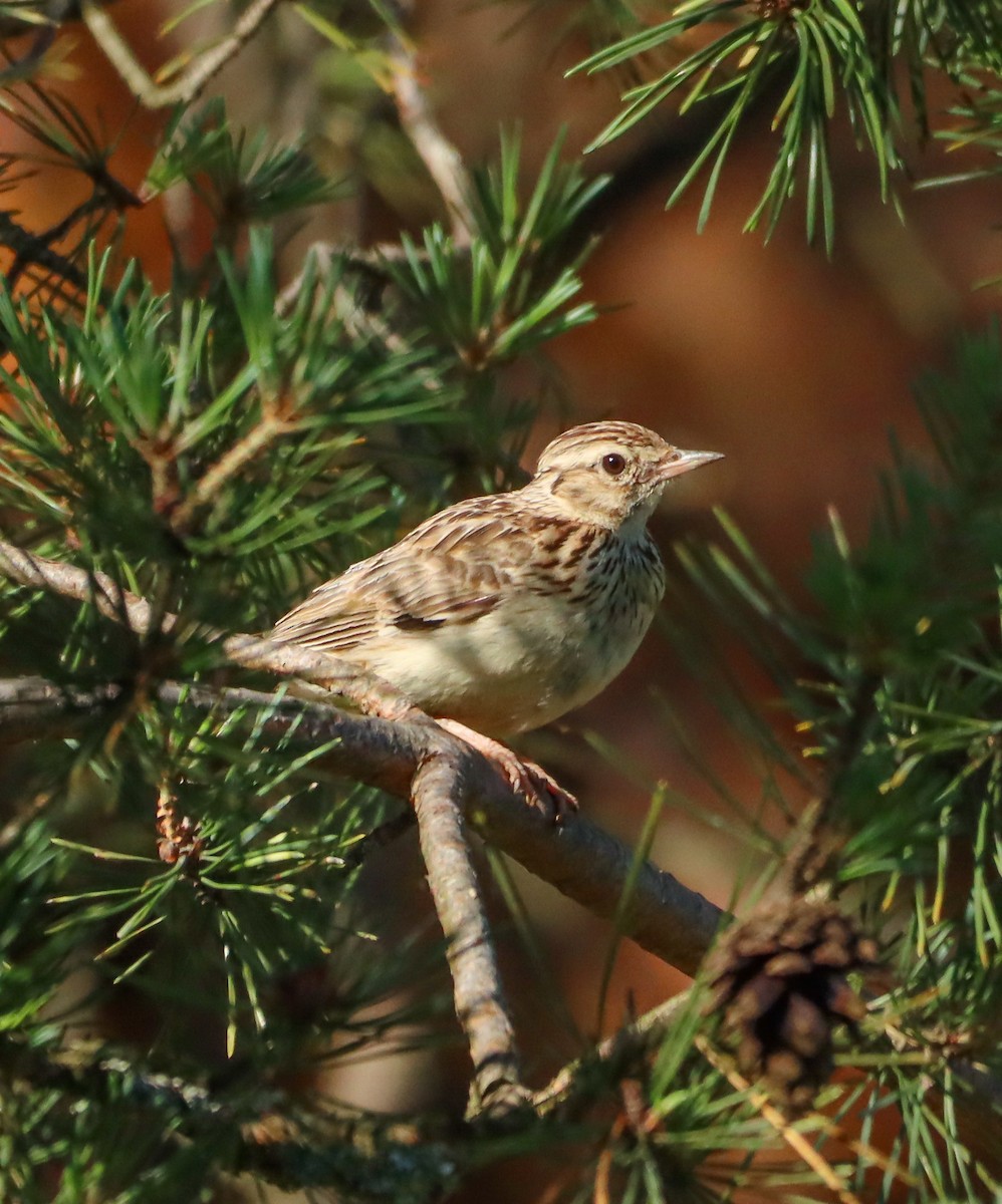 Wood Lark - ML620799113