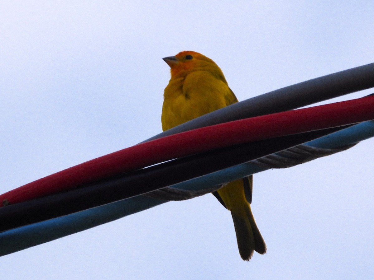 Saffron Finch - ML620799114