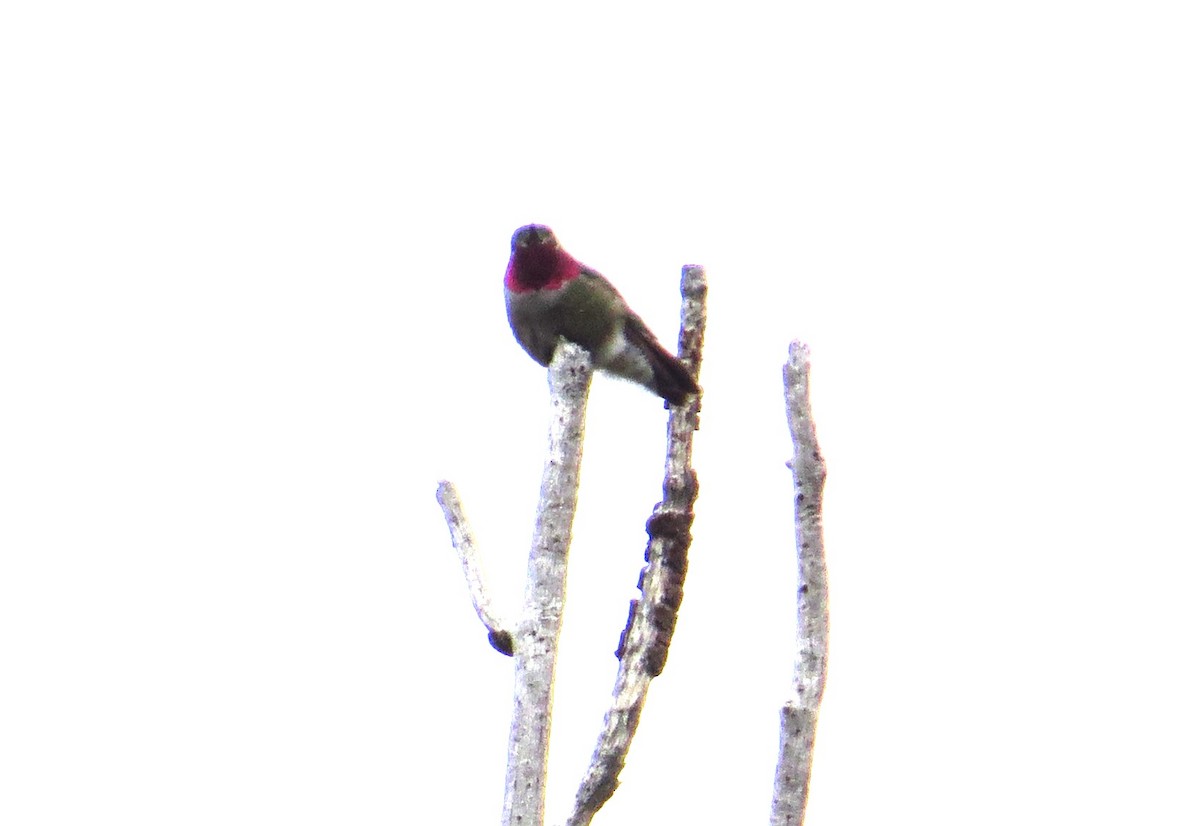 Broad-tailed Hummingbird - ML620799115