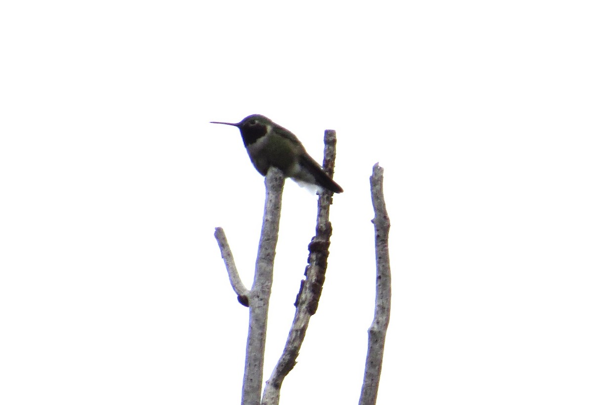 Broad-tailed Hummingbird - ML620799116