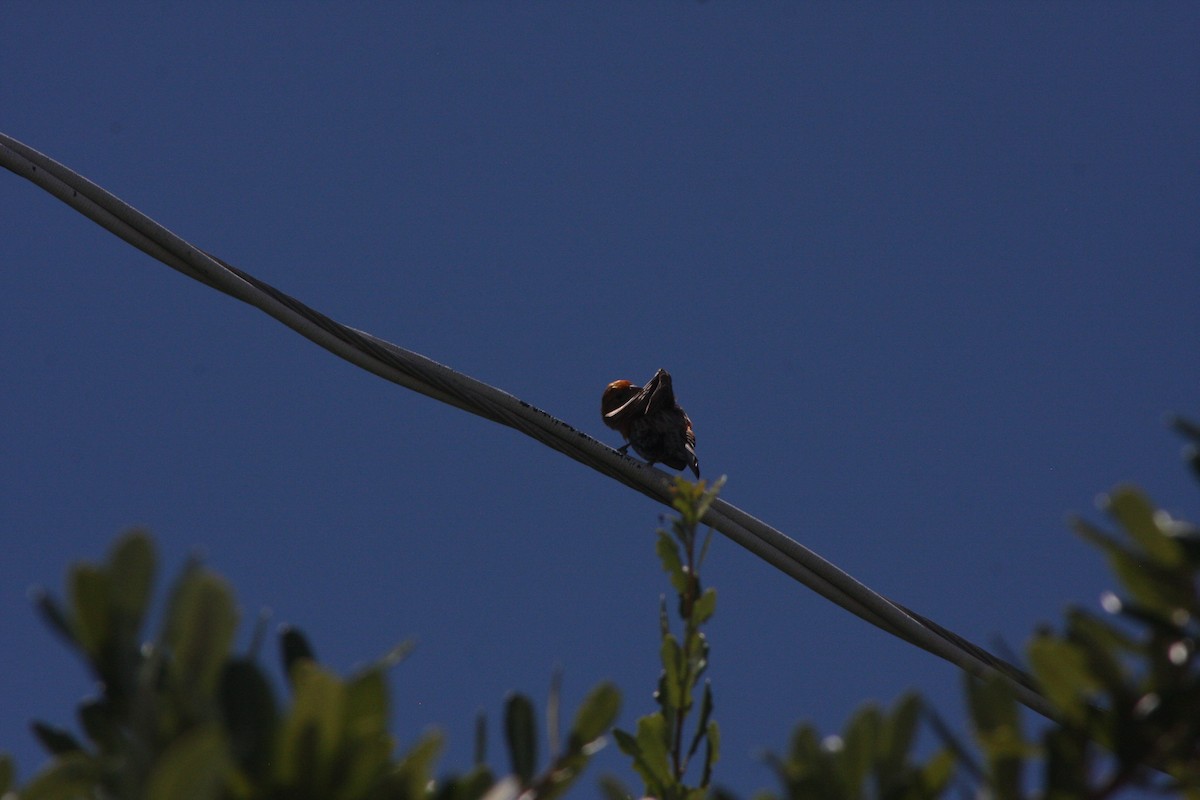 House Finch - ML620799120