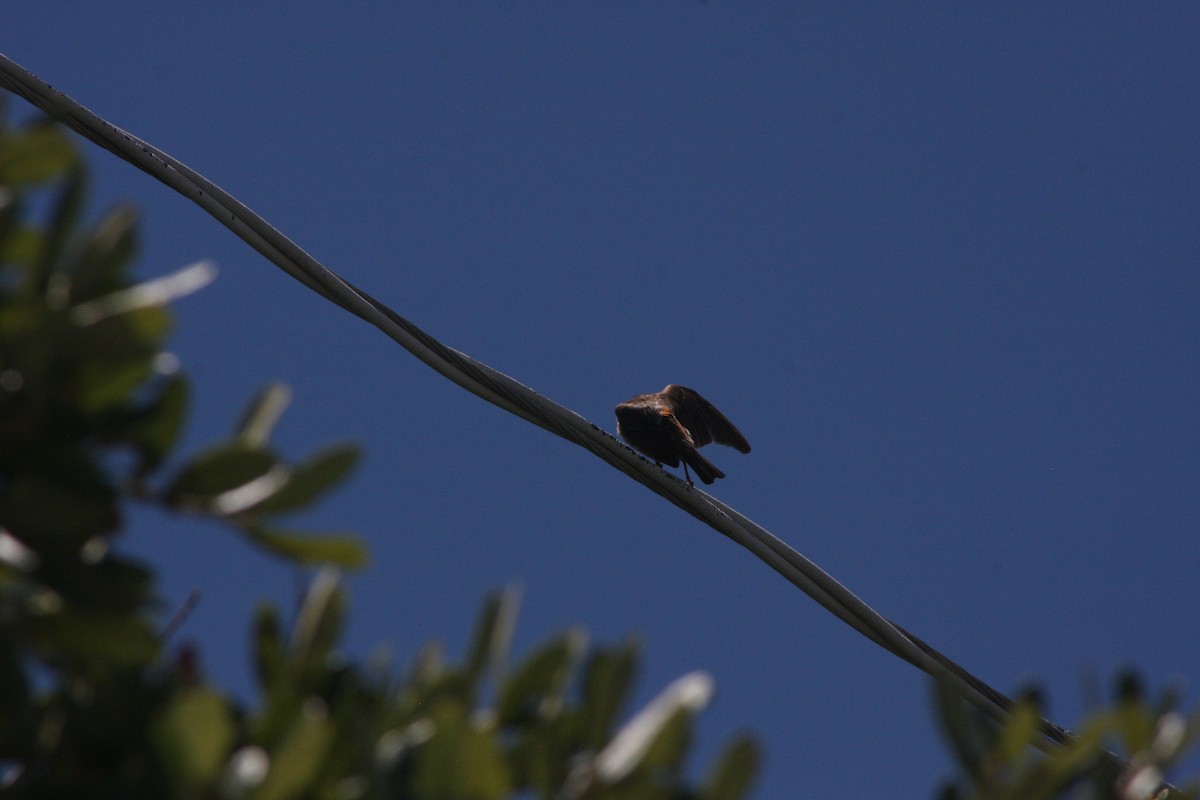 House Finch - Avery Chan