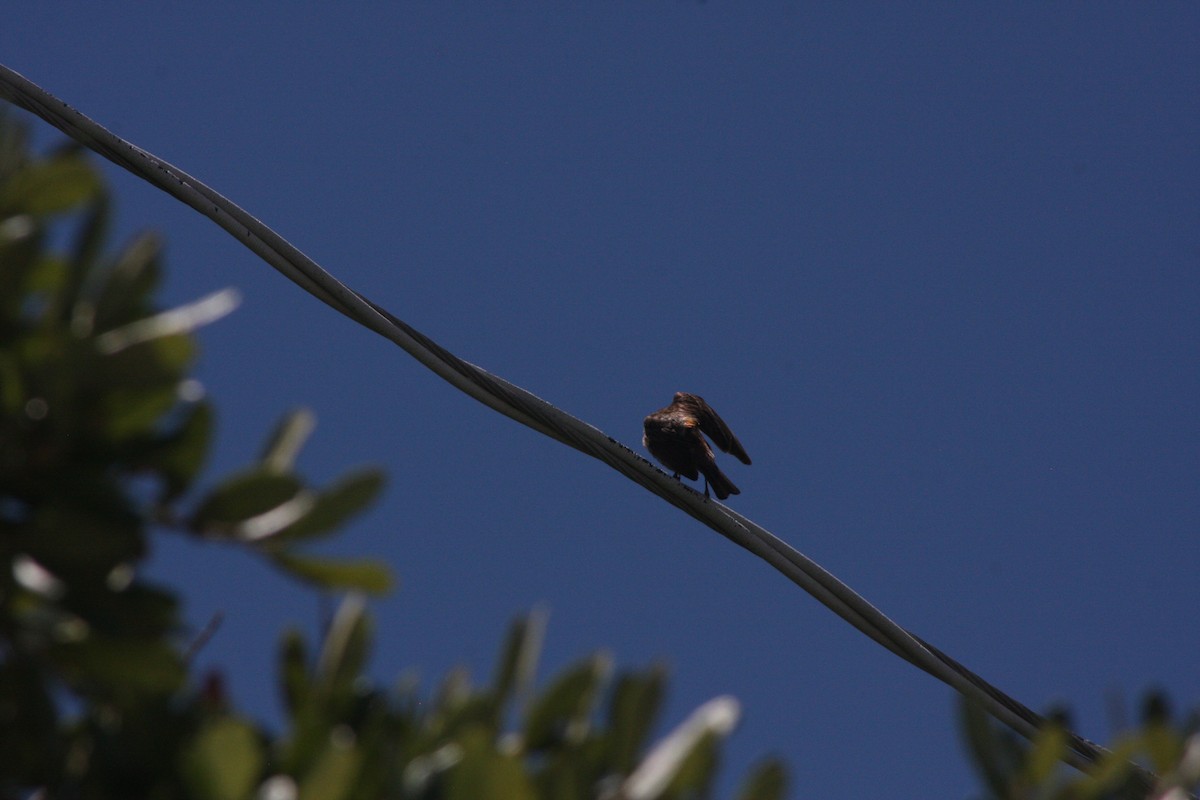 House Finch - ML620799122