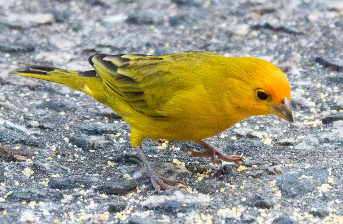 Saffron Finch - ML620799132