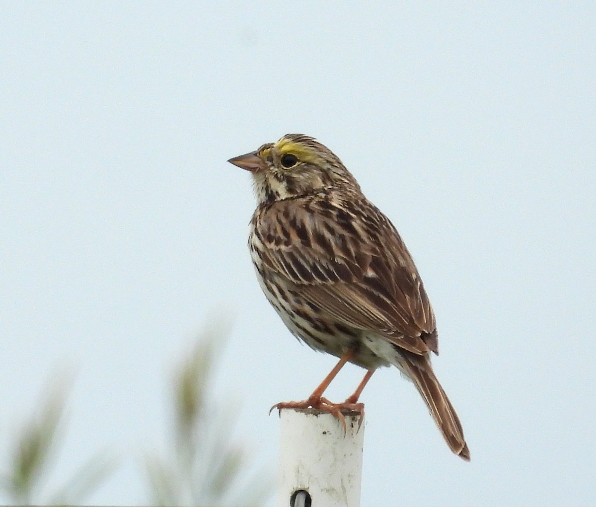Savannah Sparrow - ML620799135