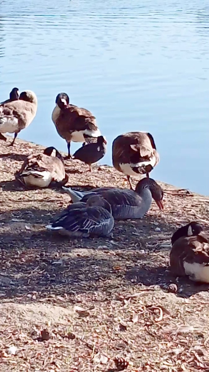 Graylag Goose (Domestic type) - Laurent Pascual-Le Tallec