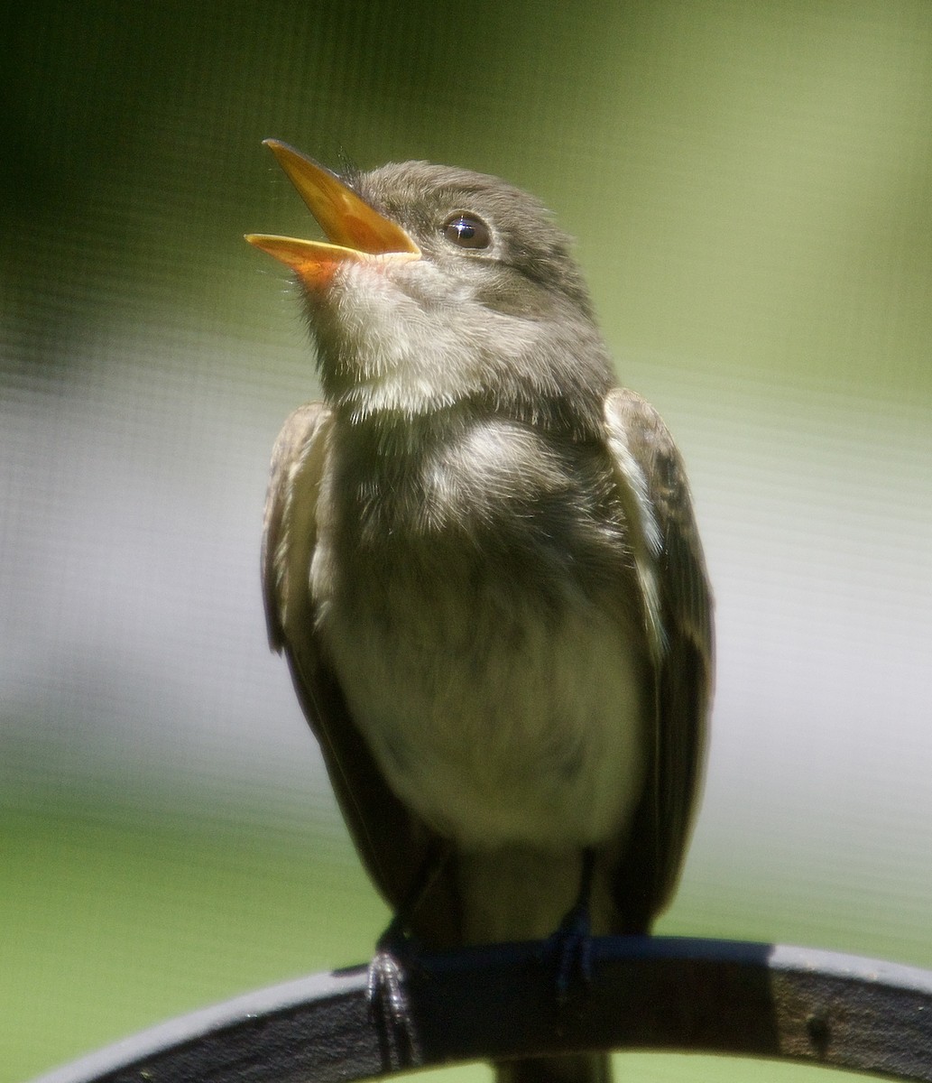 Eastern Wood-Pewee - ML620799143