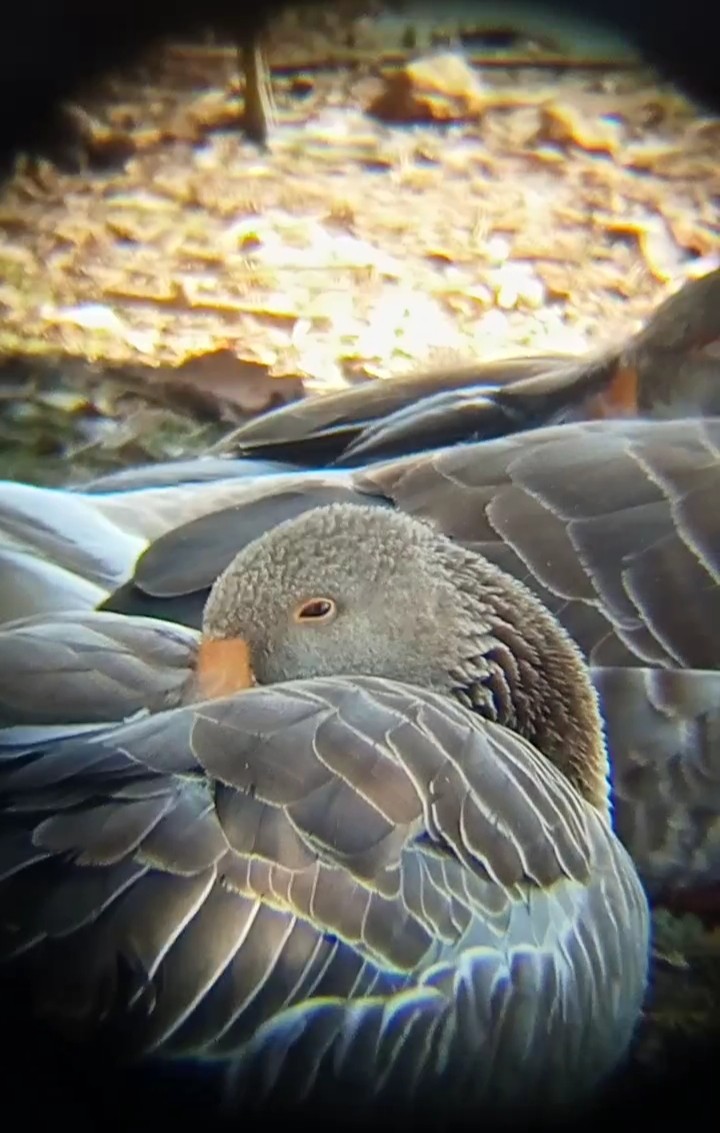 Graylag Goose (Domestic type) - ML620799144