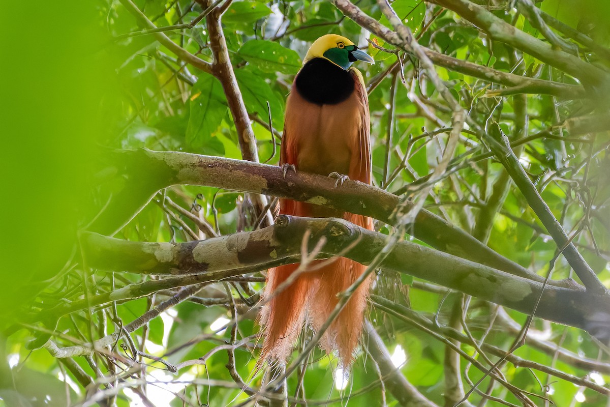 Raggiana Bird-of-Paradise - ML620799148