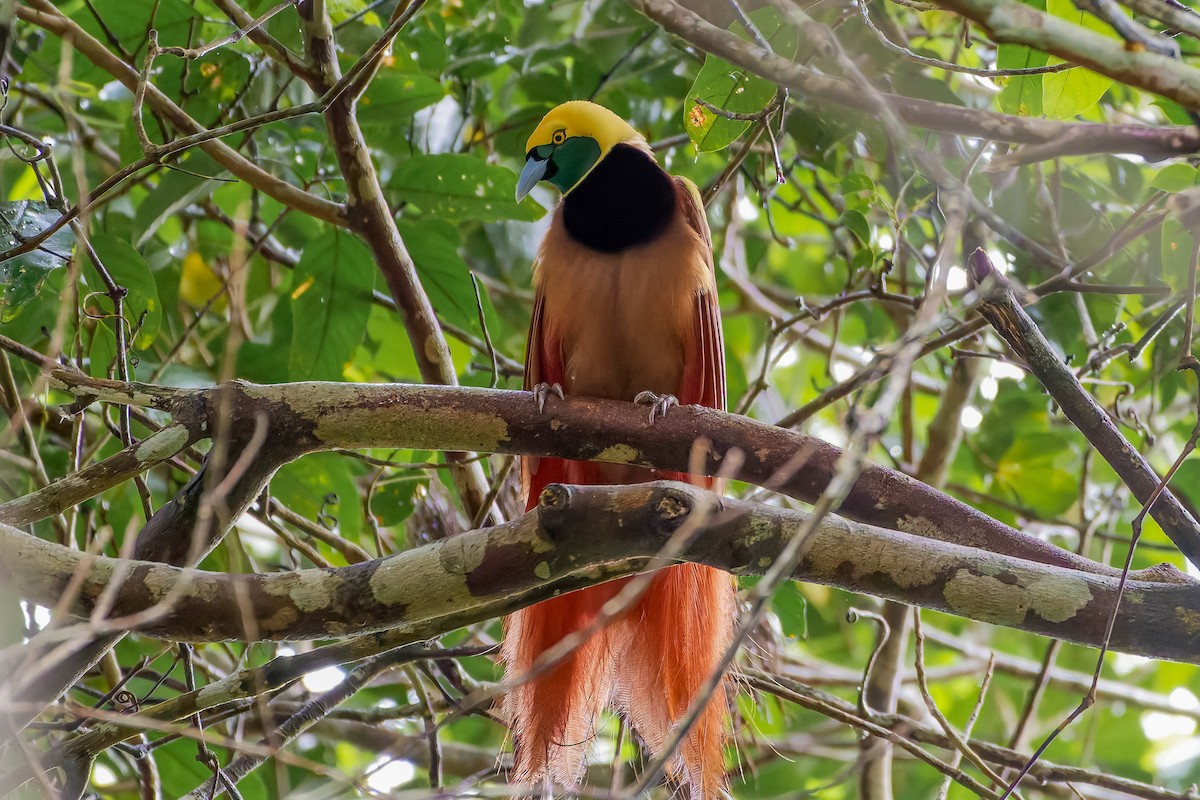 Raggiana Bird-of-Paradise - ML620799149