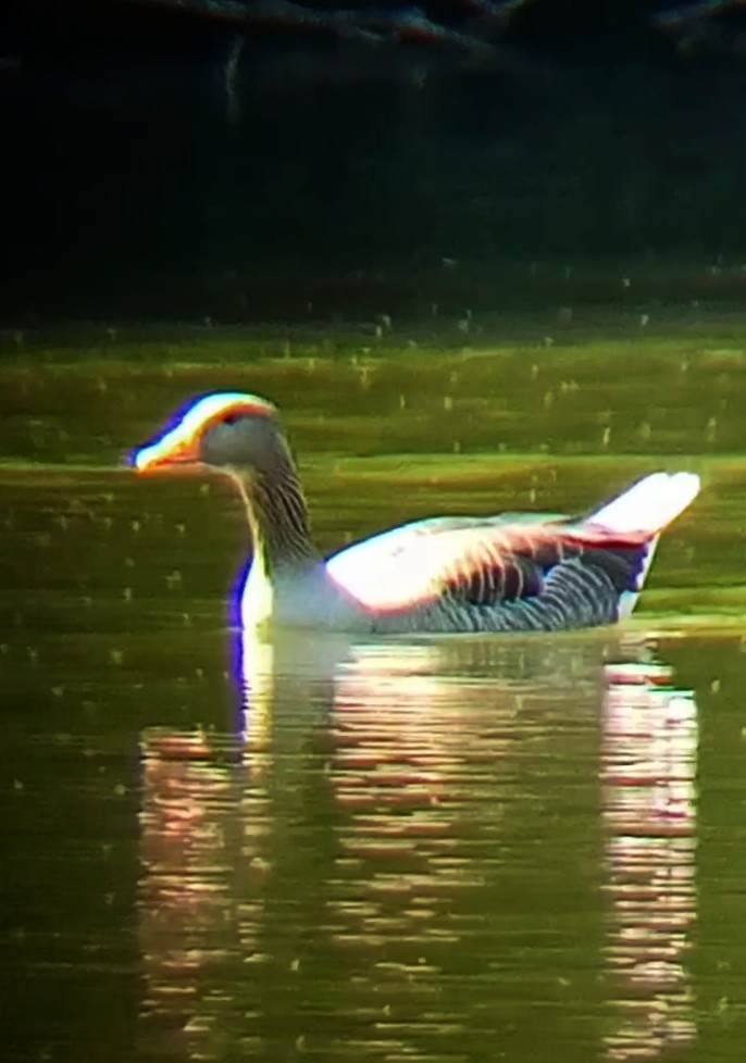 Graylag Goose (Domestic type) - ML620799150