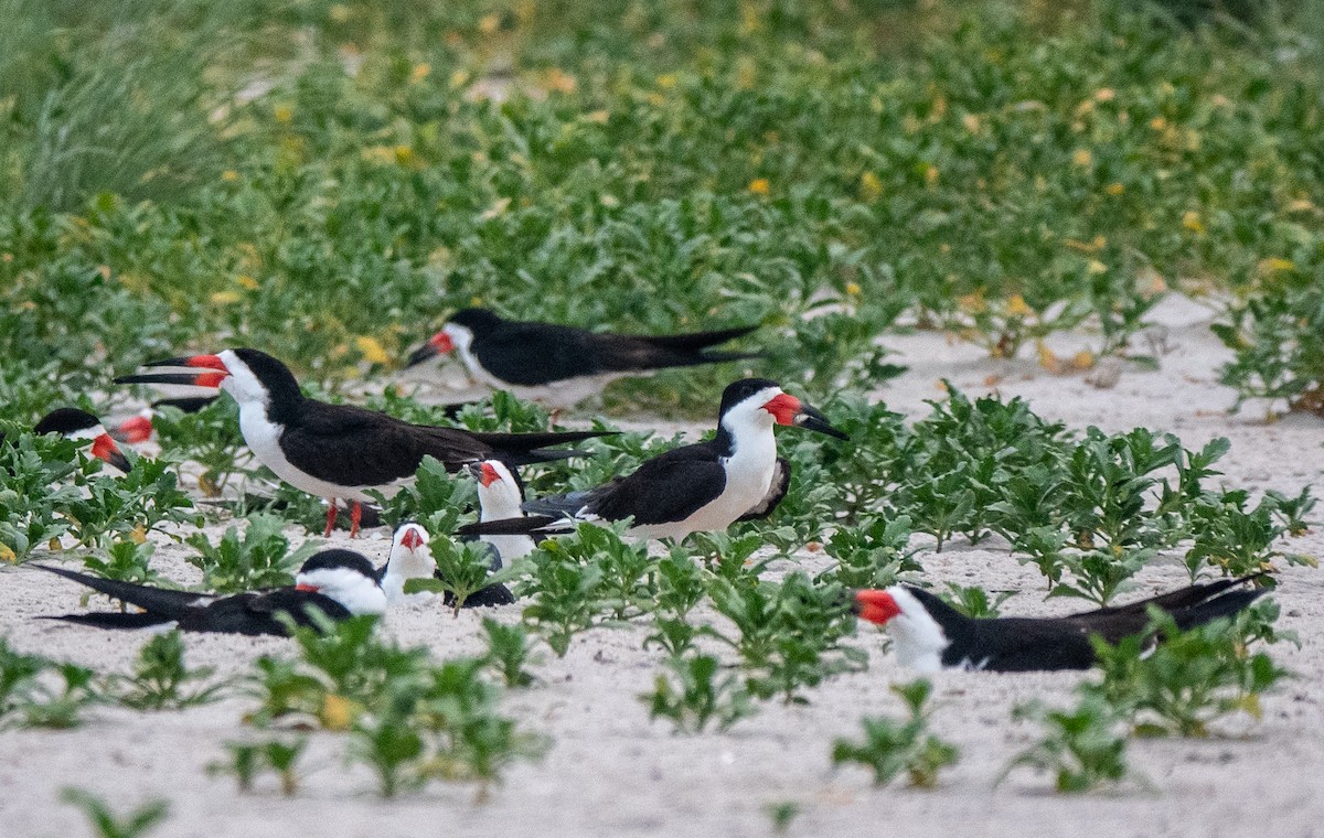 Black Skimmer - ML620799154