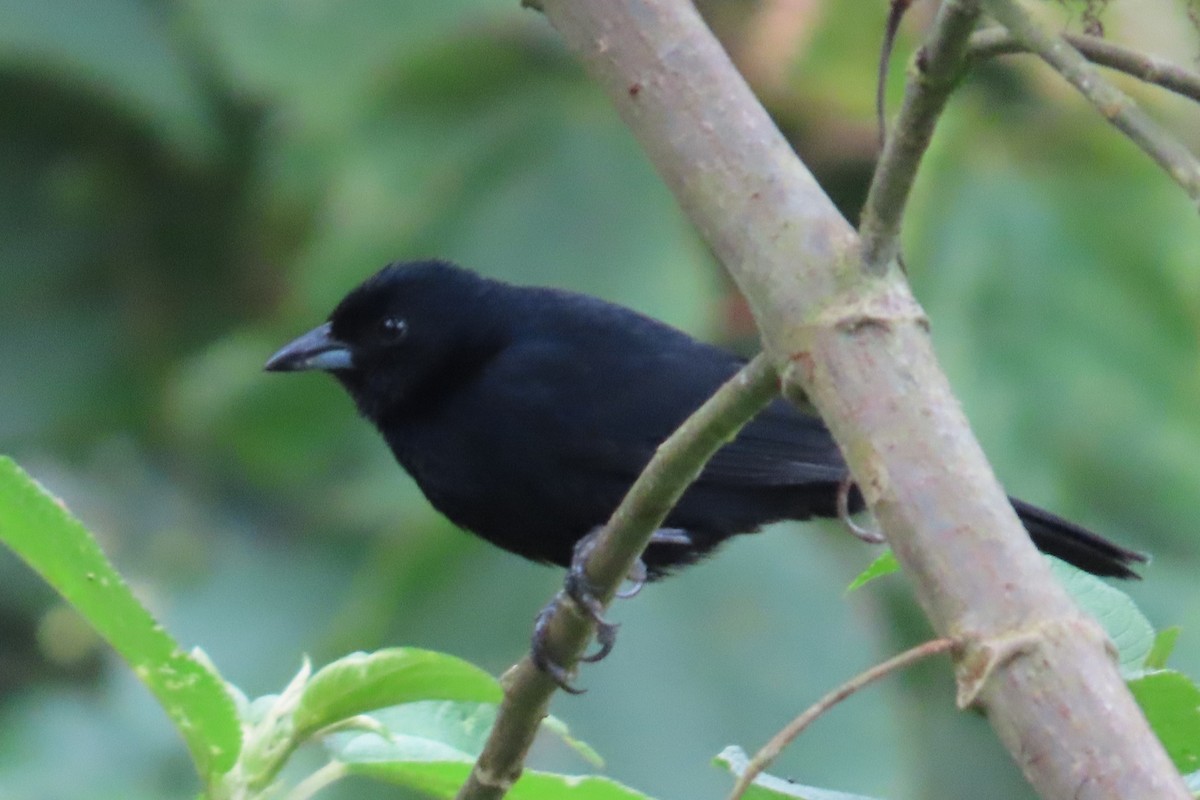 White-lined Tanager - ML620799157