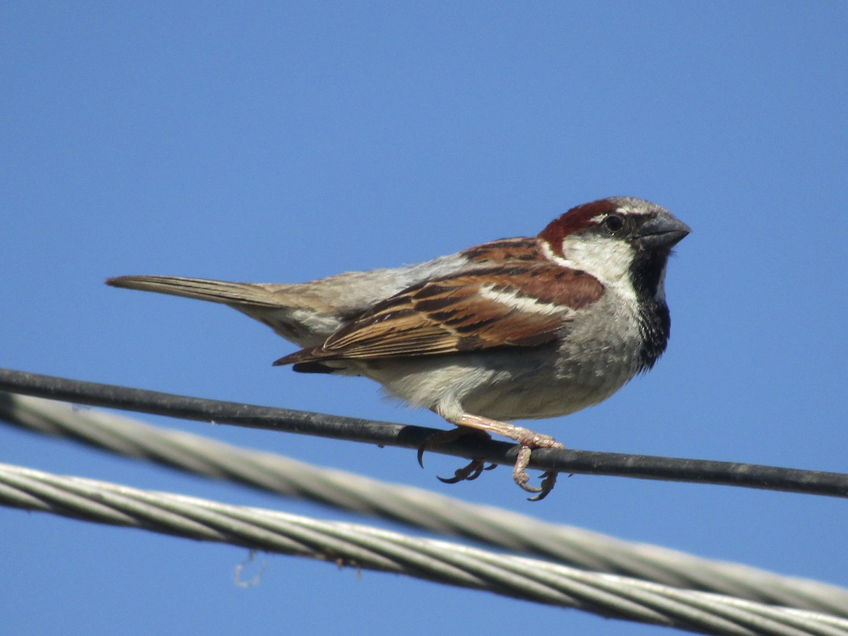 House Sparrow - Stephen Mumford