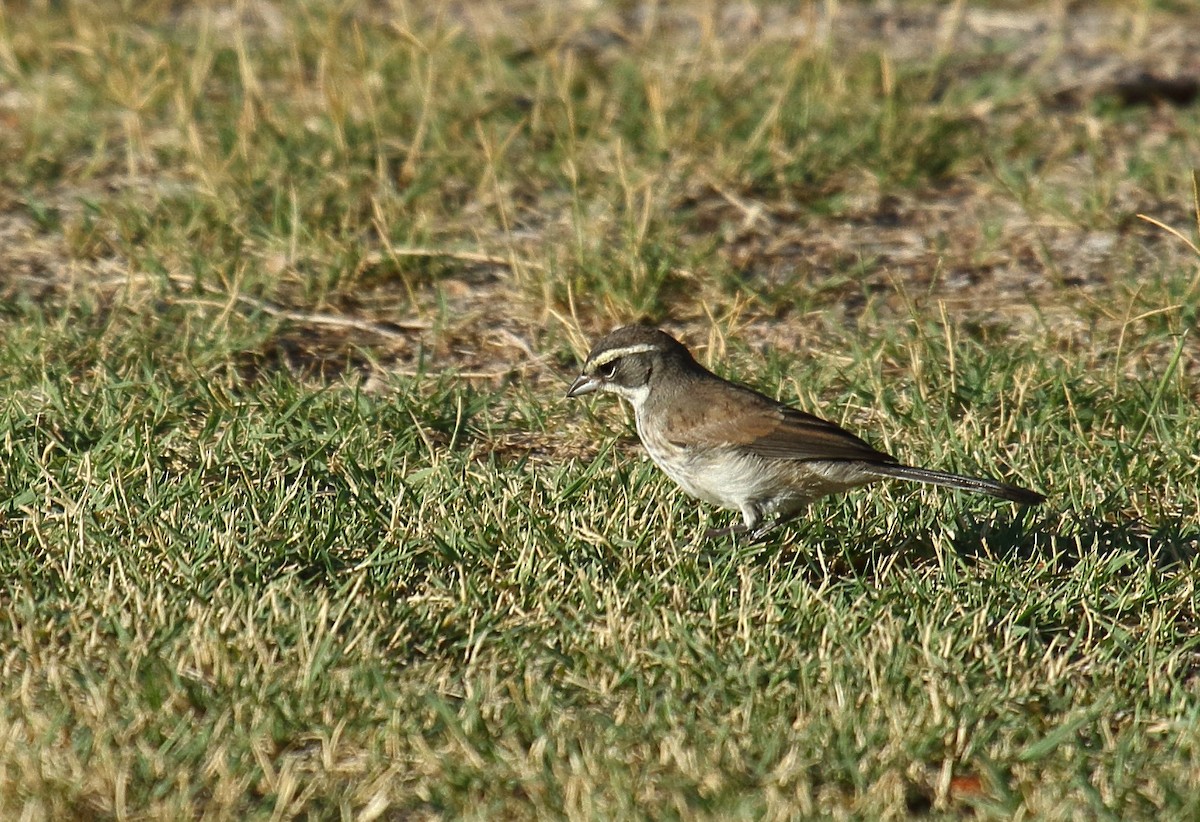 Black-throated Sparrow - ML620799168