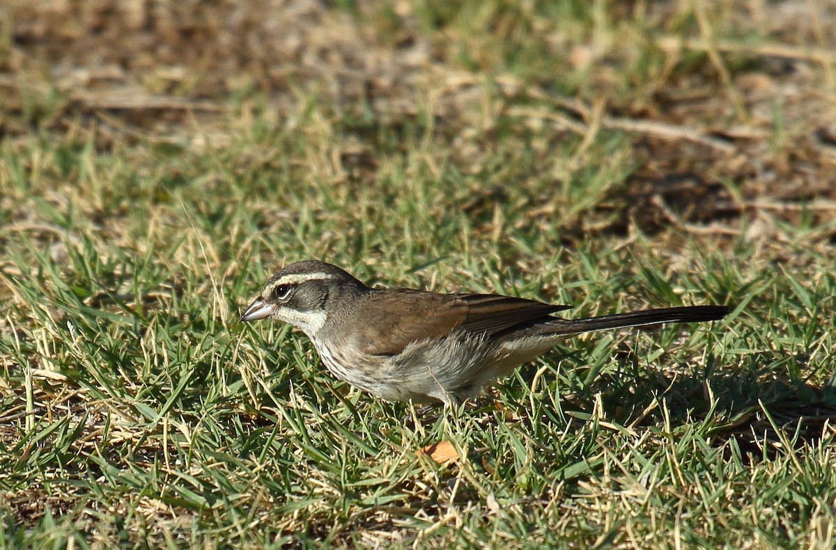 Black-throated Sparrow - ML620799170