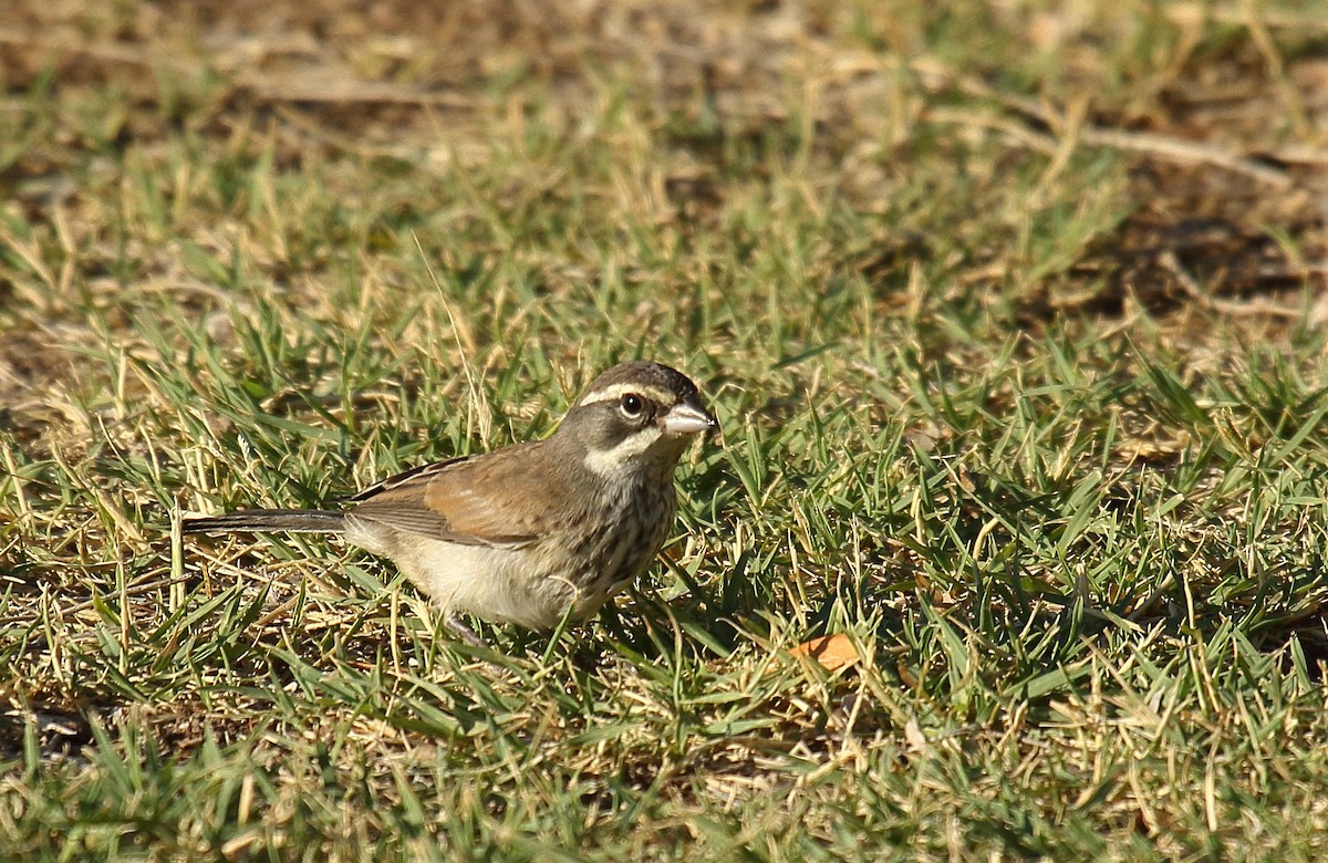 Black-throated Sparrow - ML620799171