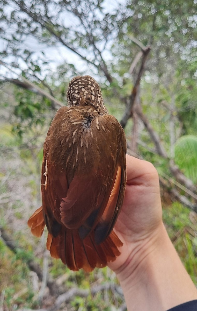 stripetreløper - ML620799174