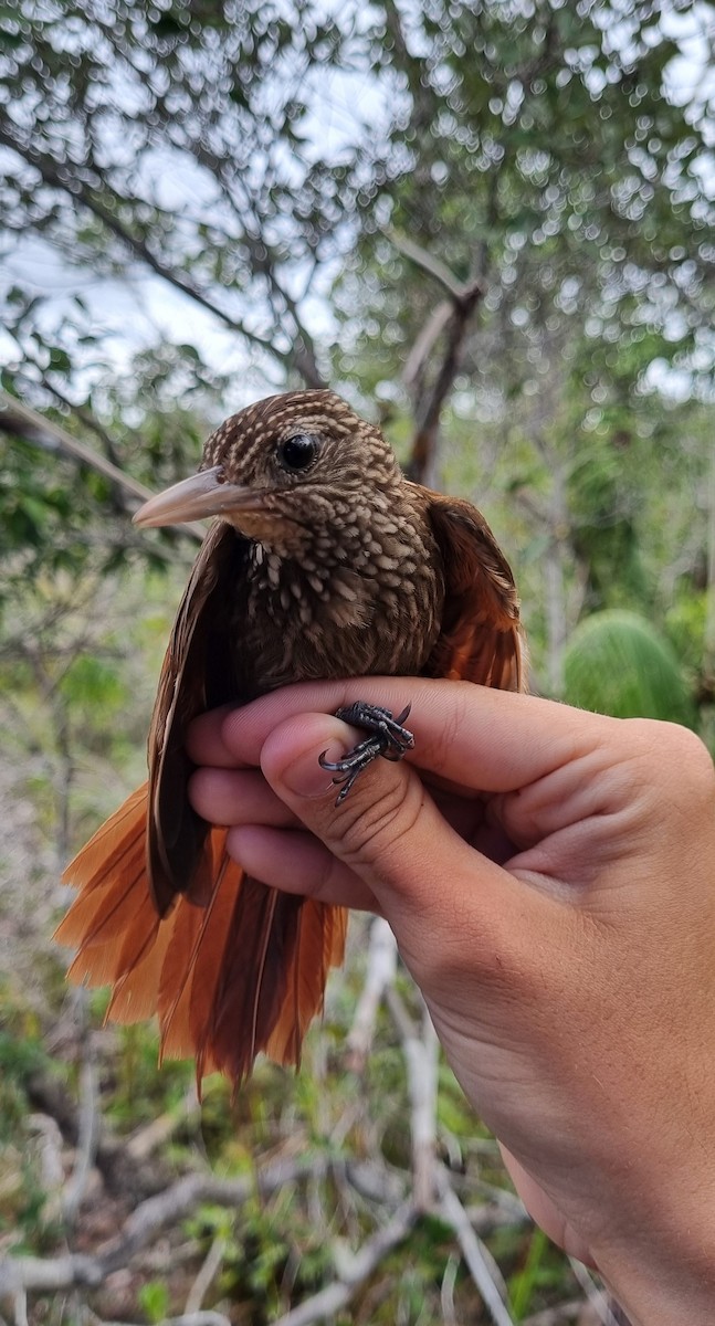 Striped Woodcreeper - ML620799175