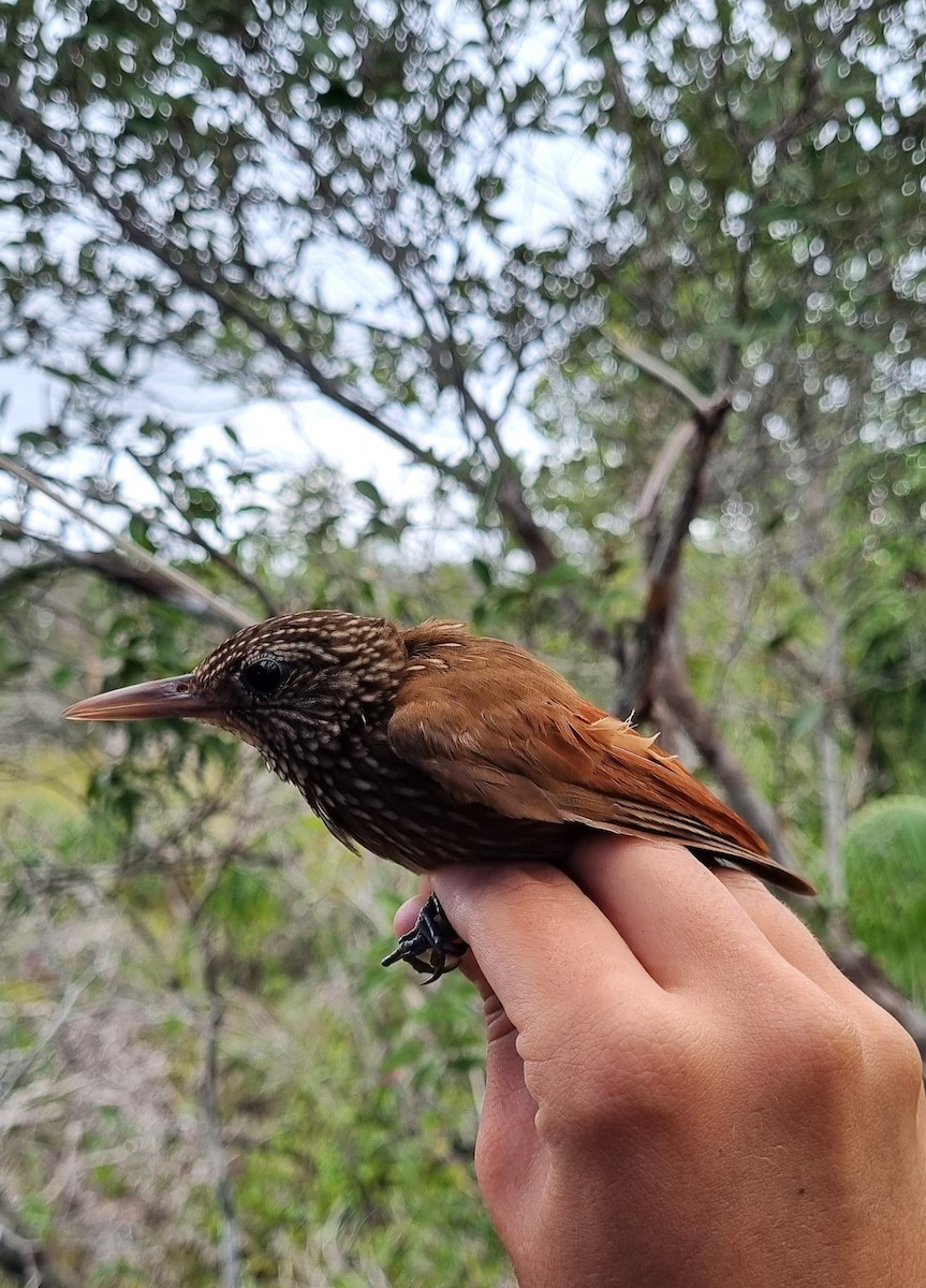 Striped Woodcreeper - ML620799176