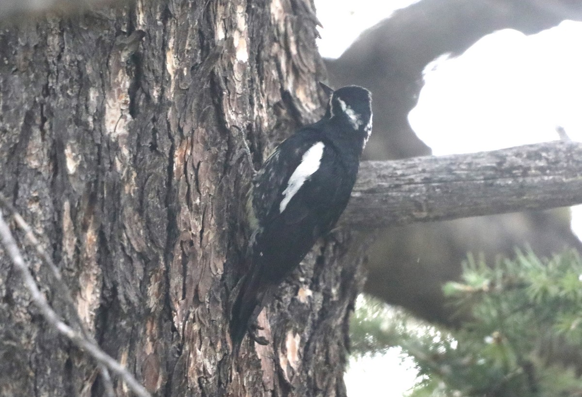 Williamson's Sapsucker - ML620799177