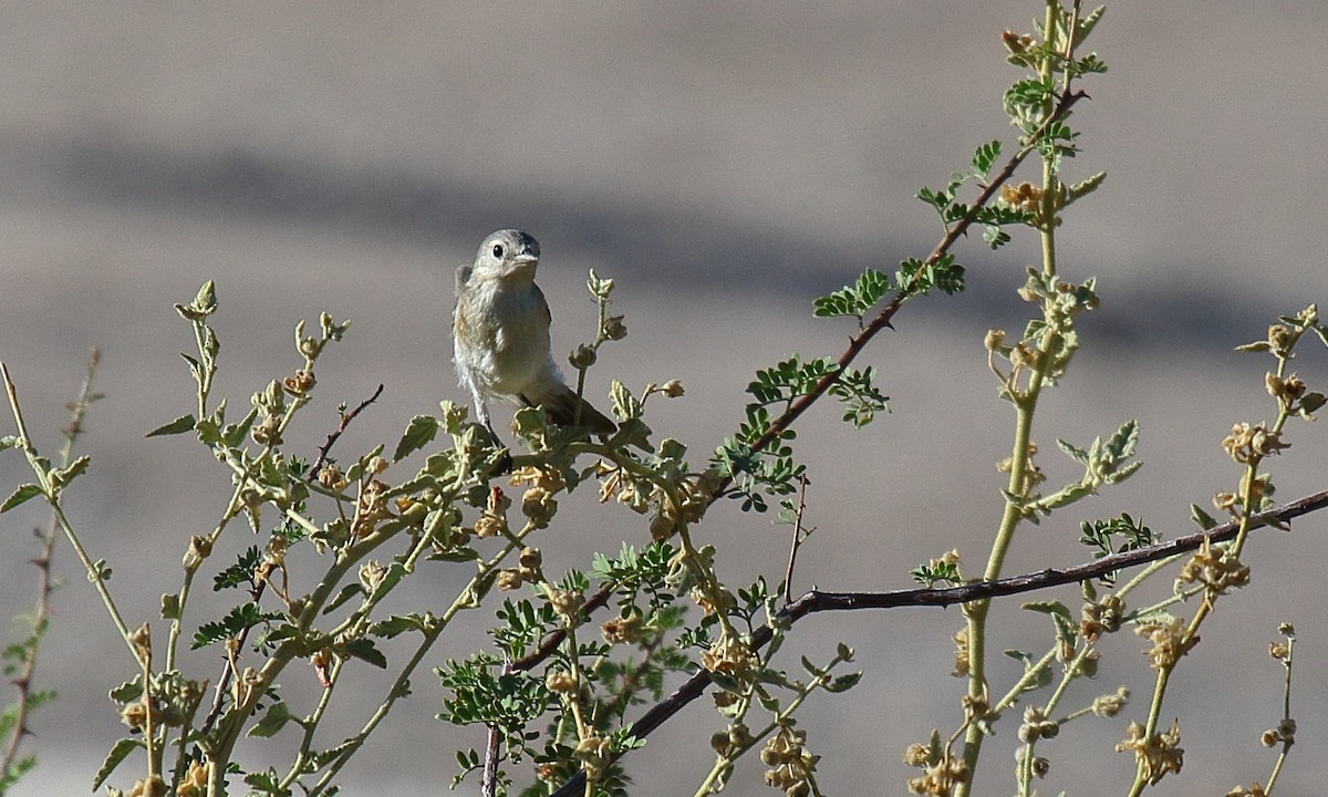 Lucy's Warbler - ML620799179