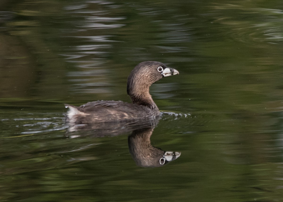 Pied-billed Grebe - ML620799180