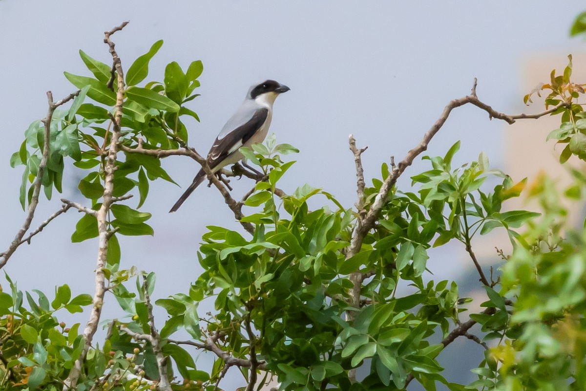 Lesser Gray Shrike - ML620799183