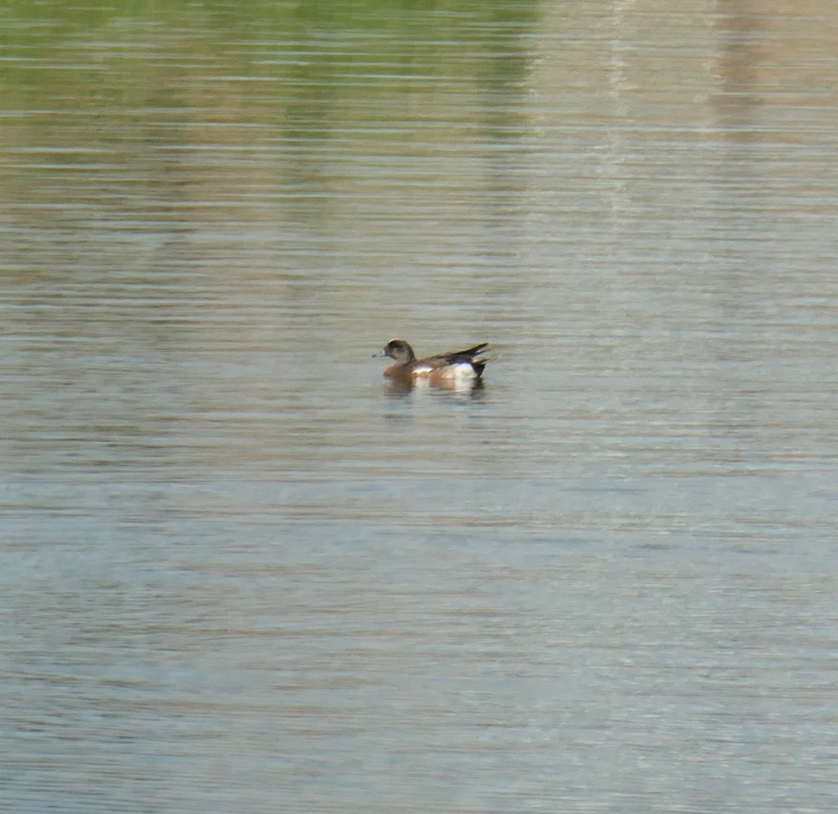 American Wigeon - Margaret Farese