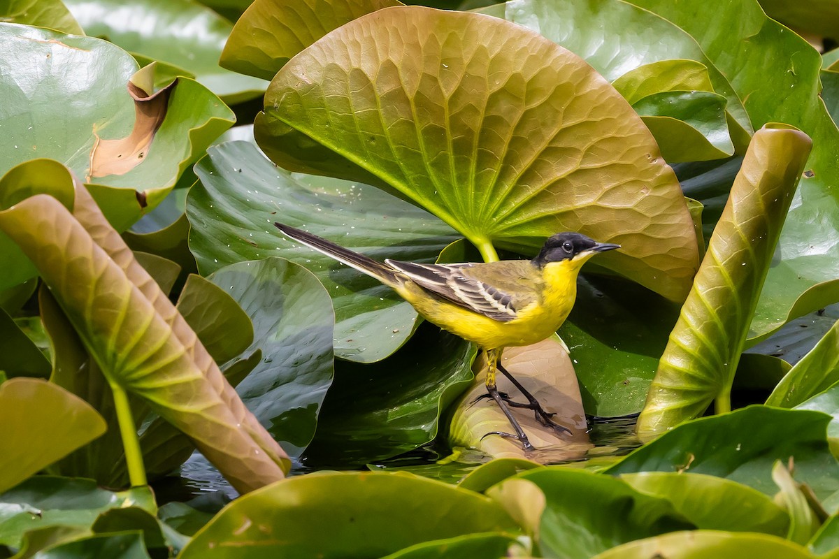 Western Yellow Wagtail - ML620799192