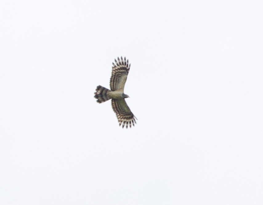 Long-tailed Honey-buzzard - ML620799195